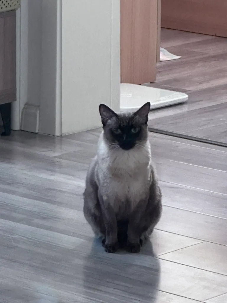 Cat portrait with shallow depth of field